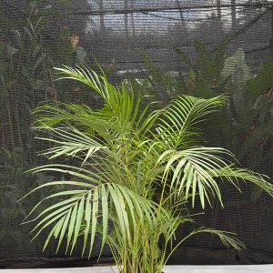 Cane Palm - 3 ft Bush