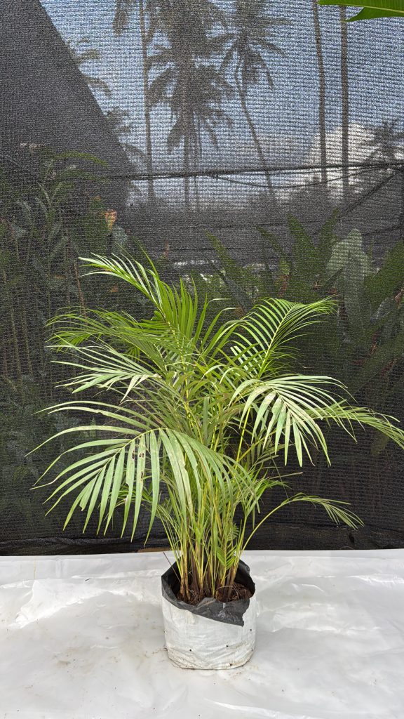 Cane Palm - 3 ft Bush
