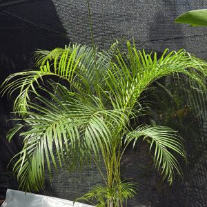 Cane Palm - 7 ft Bush