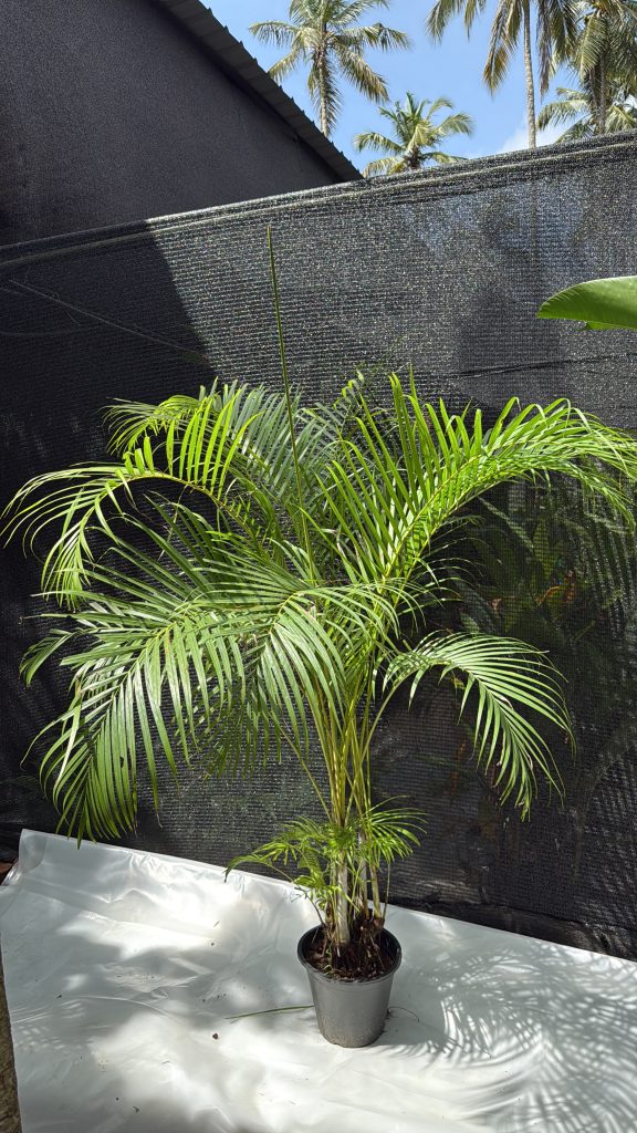 Cane Palm - 7 ft Bush