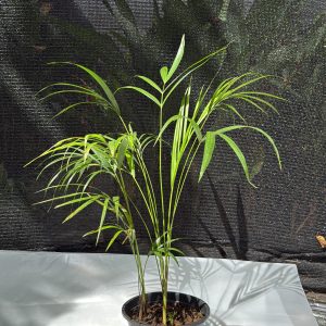 Cane Palm - 2 ft Plant