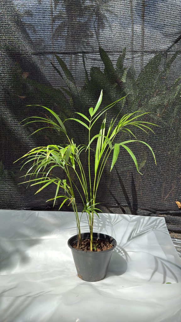 Cane Palm - 2 ft Plant