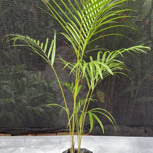 Cane Palm - 4 ft Plant