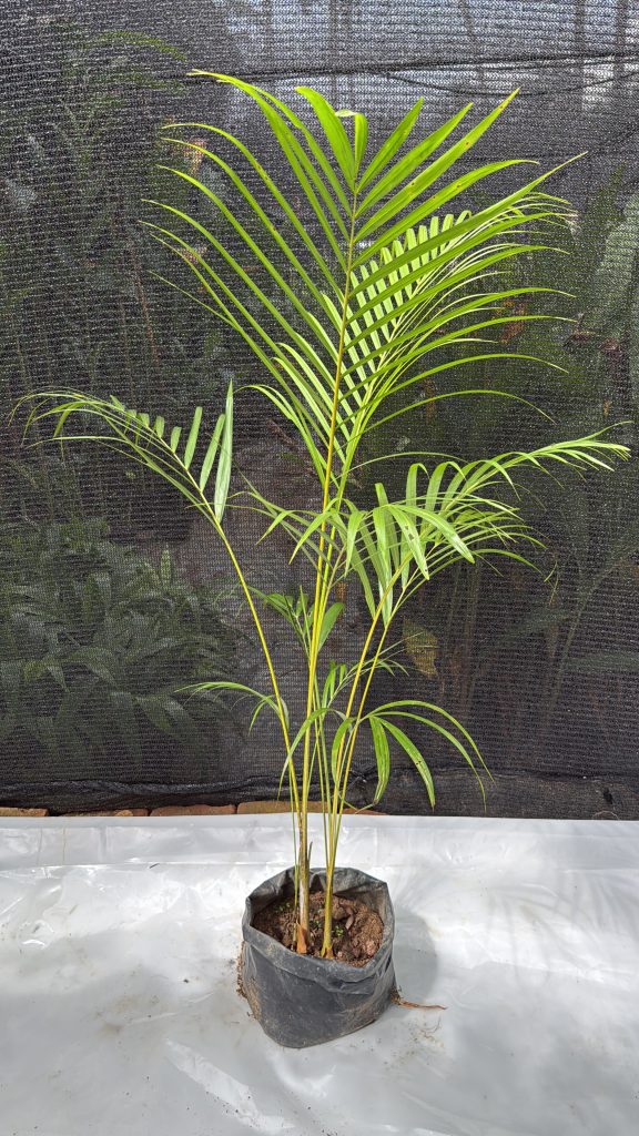 Cane Palm - 4 ft Plant