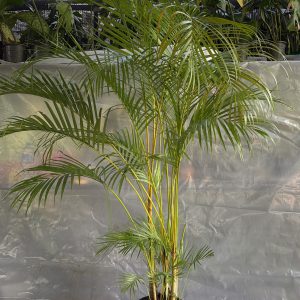 Cane Palm - 5 ft Bush