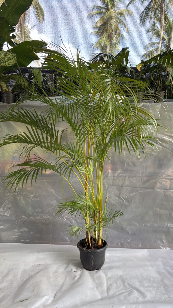 Cane Palm - 5 ft Bush