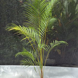 Cane Palm - 5 ft Plant