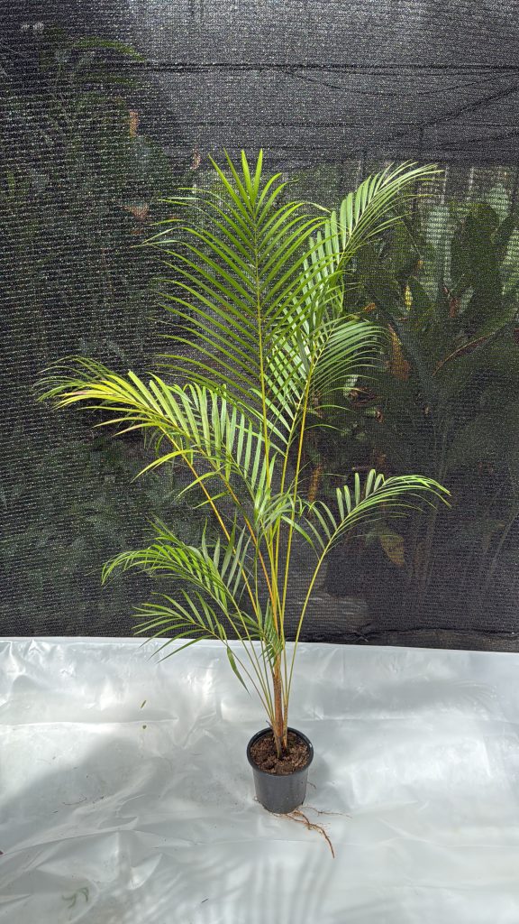Cane Palm - 5 ft Plant