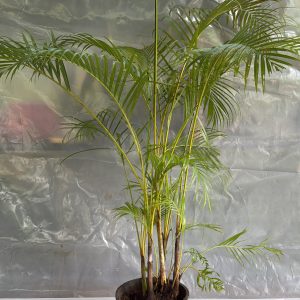 Cane Palm - 4 ft Bush