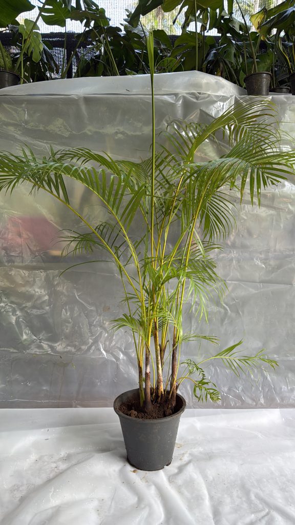 Cane Palm - 4 ft Bush