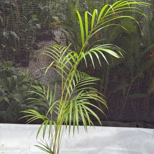 Cane Palm - 3 ft Plant