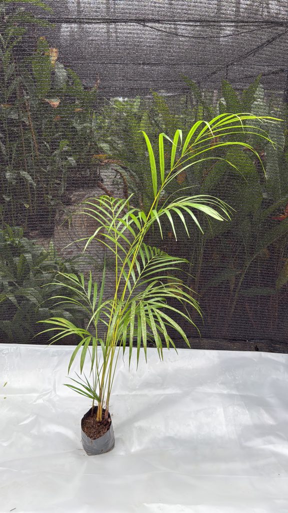 Cane Palm - 3 ft Plant