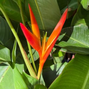 Heliconia Cockatoo Red