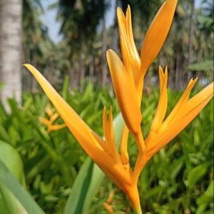 Heliconia Cockatoo Yellow