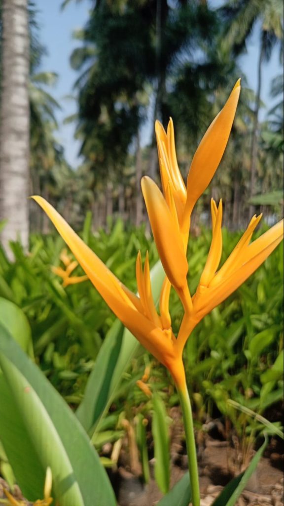 Heliconia Cockatoo Yellow