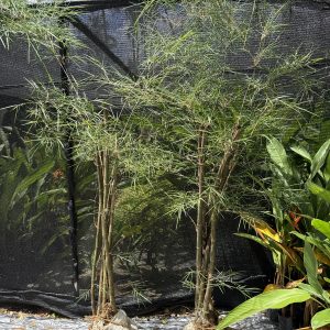 Bamboo - Bush
