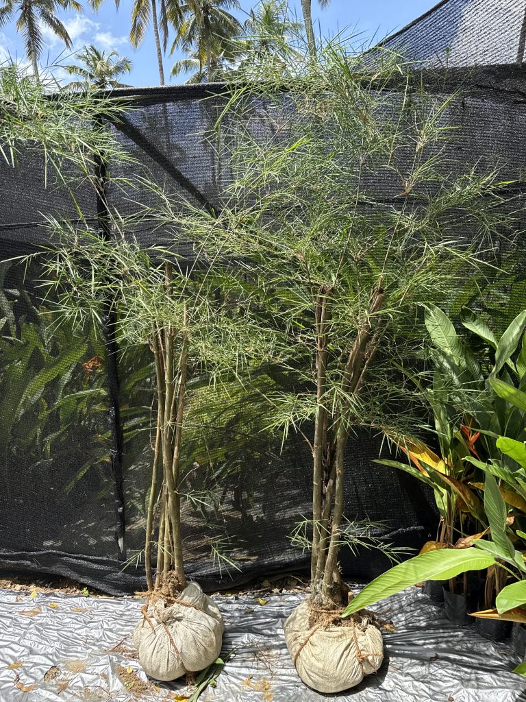 Bamboo - Bush