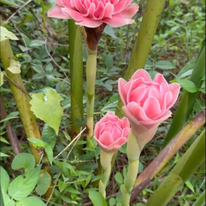Ginger Torch Pink