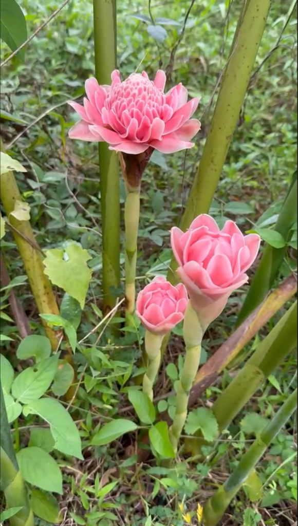 Ginger Torch Pink