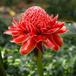 Ginger Torch Red