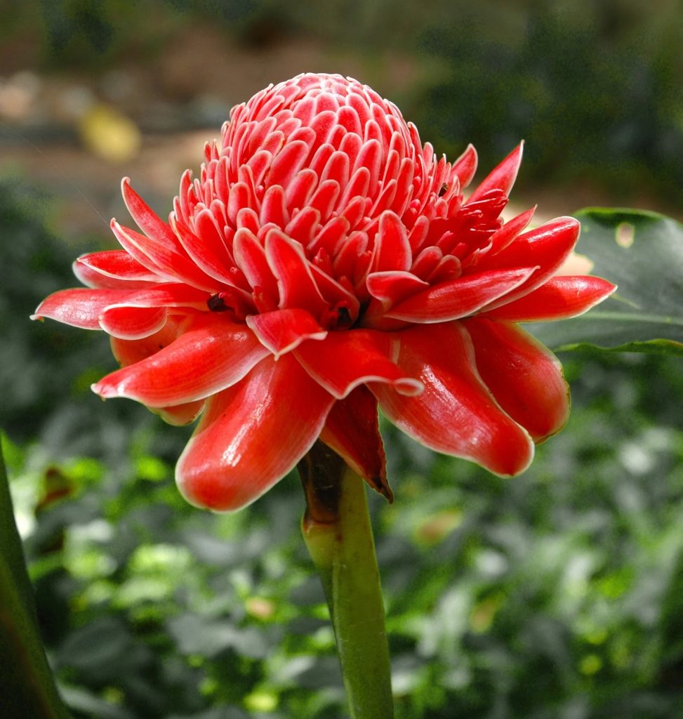 Ginger Torch Red