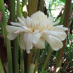 Ginger Torch White