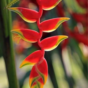 Heliconia Hanging Red