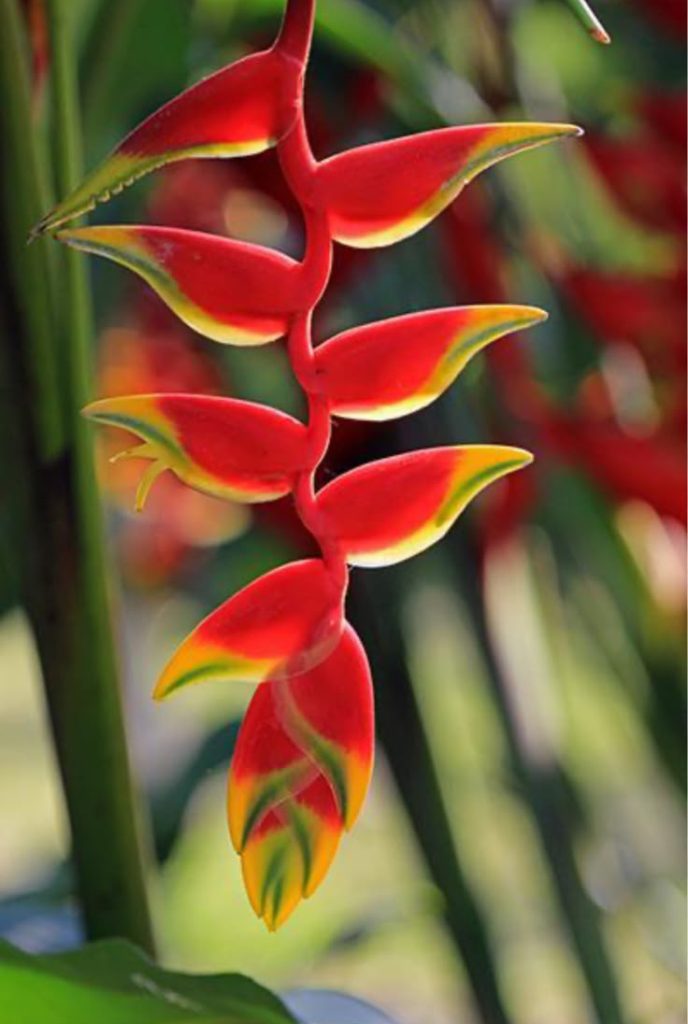 Heliconia Hanging Red
