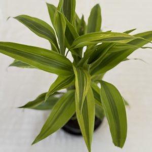Sanderiana Green Small