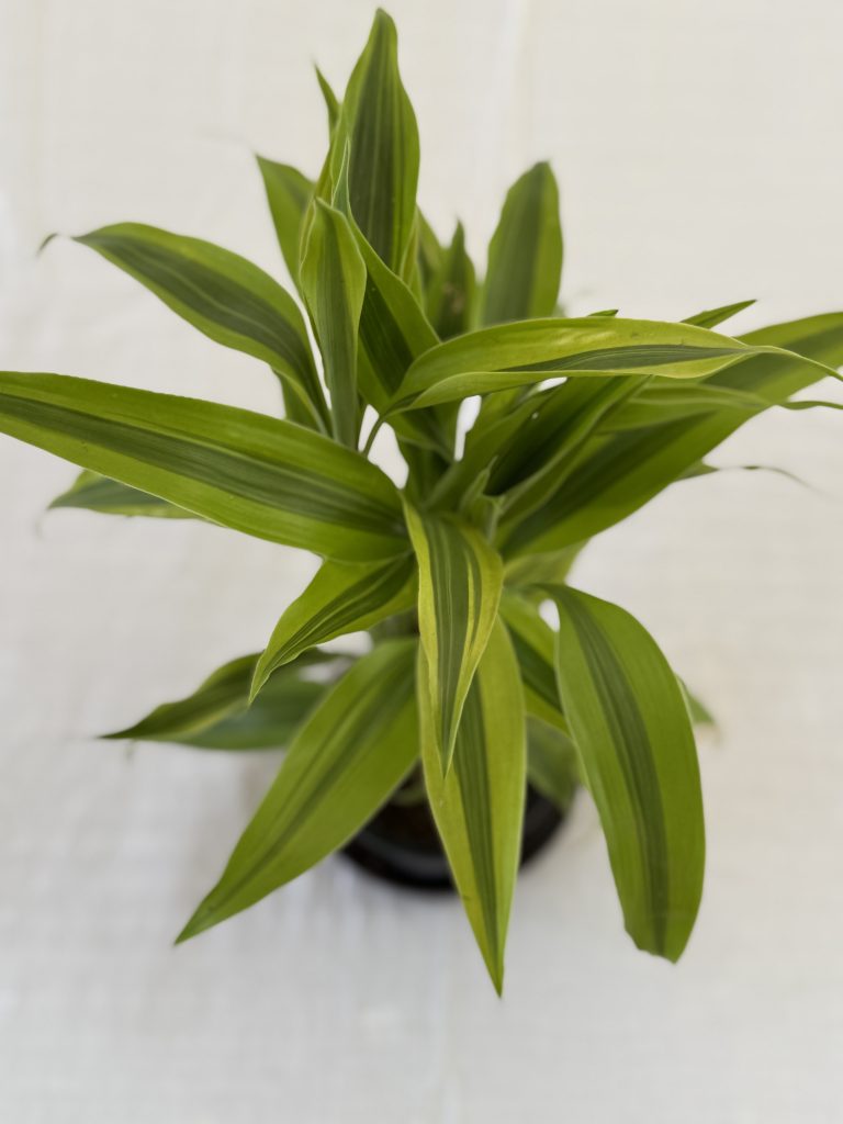 Sanderiana Green Small