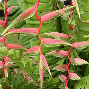 Heliconia - Sexy Pink