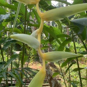Heliconia Sexy Yellow