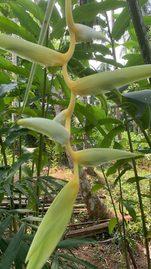 Heliconia Sexy Yellow