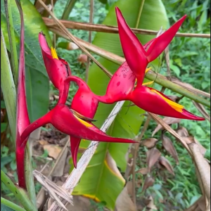 Heliconia Twisted Red