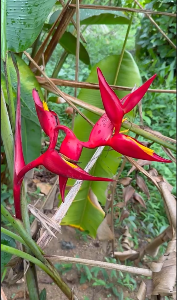 Heliconia Twisted Red