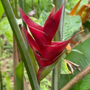 Heliconia Upright Red