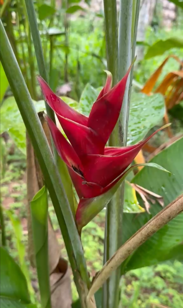 Heliconia Upright Red
