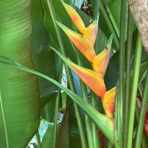 Heliconia Upright Yellow Large/Tall